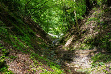 Fototapeta na wymiar 檜洞丸の初夏の登山道の風景 Scenery of the Hinodomaru trail in early summer