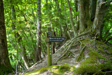 檜洞丸の初夏の登山道の風景 Scenery of the Hinodomaru trail in early summer