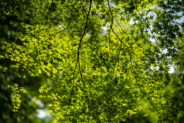 檜洞丸の初夏の登山道の風景 Scenery of the Hinodomaru trail in early summer