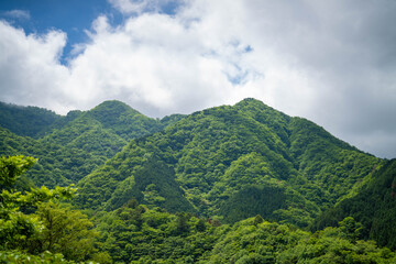 檜洞丸の初夏の登山道の風景 Scenery of the Hinodomaru trail in early summer