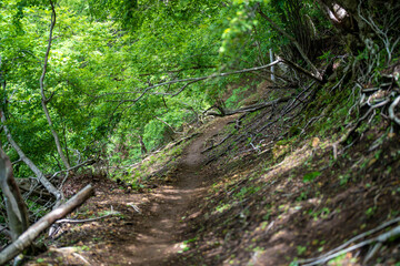 檜洞丸の初夏の登山道の風景 Scenery of the Hinodomaru trail in early summer