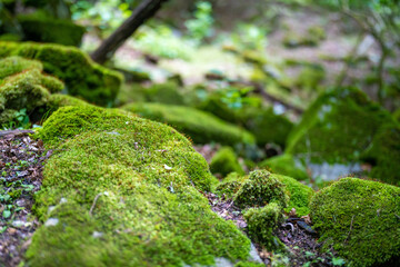 檜洞丸の初夏の登山道の風景 Scenery of the Hinodomaru trail in early summer