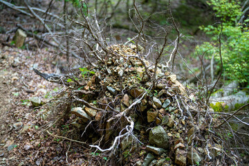 檜洞丸の初夏の登山道の風景 Scenery of the Hinodomaru trail in early summer