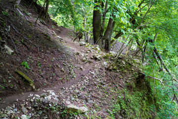 Obraz premium 檜洞丸の初夏の登山道の風景 Scenery of the Hinodomaru trail in early summer