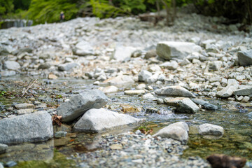 檜洞丸の初夏の登山道の風景 Scenery of the Hinodomaru trail in early summer