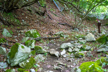 檜洞丸の初夏の登山道の風景 Scenery of the Hinodomaru trail in early summer