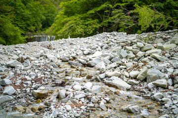 檜洞丸の初夏の登山道の風景 Scenery of the Hinodomaru trail in early summer