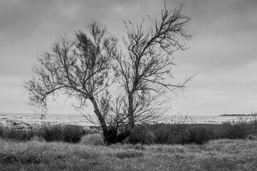 Tree in a cloudy day