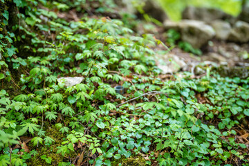檜洞丸の初夏の登山道の風景 Scenery of the Hinodomaru trail in early summer