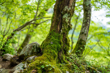 檜洞丸の初夏の登山道の風景 Scenery of the Hinodomaru trail in early summer
