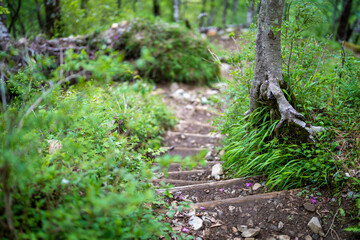 檜洞丸の初夏の登山道の風景 Scenery of the Hinodomaru trail in early summer