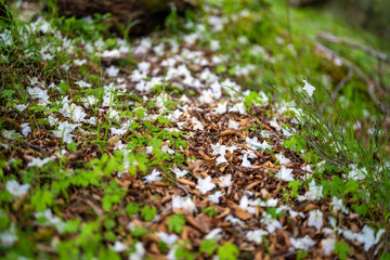 檜洞丸の初夏の登山道の風景 Scenery of the Hinodomaru trail in early summer