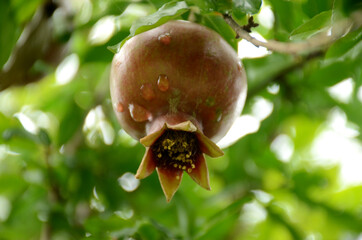 closeup the ripe maroon pomegranate with leaves and branch over out of focus green brown background.