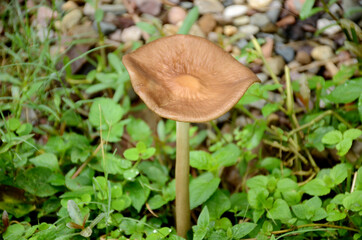 closeup the brown white jungle mushroom soil heap with mint over out of focus green brown background.