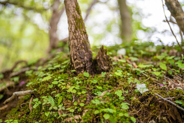 檜洞丸の初夏の登山道の風景 Scenery of the Hinodomaru trail in early summer