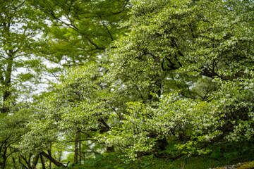 檜洞丸の初夏の登山道の風景 Scenery of the Hinodomaru trail in early summer