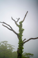 檜洞丸の初夏の登山道の風景 Scenery of the Hinodomaru trail in early summer