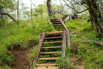 檜洞丸の初夏の登山道の風景 Scenery of the Hinodomaru trail in early summer