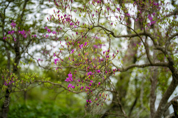 檜洞丸の初夏の登山道の風景 Scenery of the Hinodomaru trail in early summer