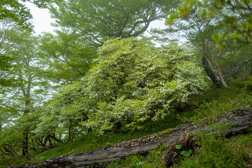 檜洞丸の初夏の登山道の風景 Scenery of the Hinodomaru trail in early summer