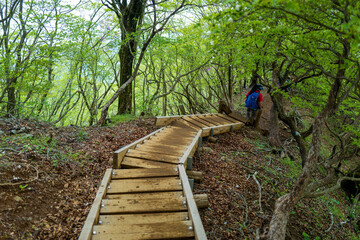 檜洞丸の初夏の登山道の風景 Scenery of the Hinodomaru trail in early summer
