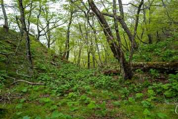 檜洞丸の初夏の登山道の風景 Scenery of the Hinodomaru trail in early summer