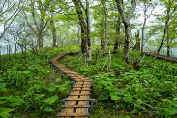 檜洞丸の初夏の登山道の風景 Scenery of the Hinodomaru trail in early summer