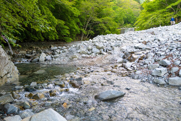 檜洞丸の初夏の登山道の風景 Scenery of the Hinodomaru trail in early summer