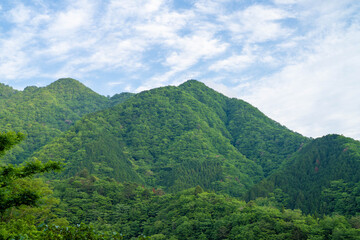 Obraz premium 檜洞丸の初夏の登山道の風景 Scenery of the Hinodomaru trail in early summer