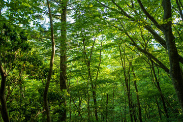 檜洞丸の初夏の登山道の風景 Scenery of the Hinodomaru trail in early summer