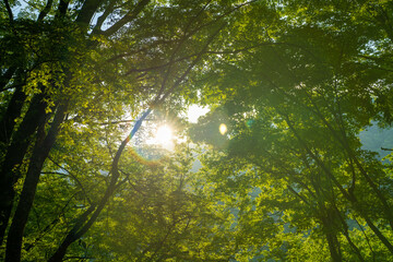 檜洞丸の初夏の登山道の風景 Scenery of the Hinodomaru trail in early summer