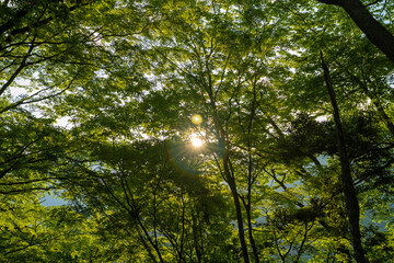 檜洞丸の初夏の登山道の風景 Scenery of the Hinodomaru trail in early summer