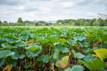 a lot of green lotuses in pond of ueno park, tokyo, japan