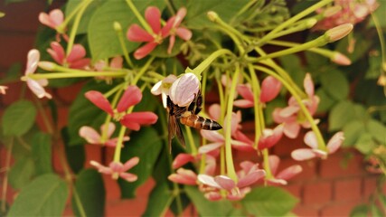 Bee and the Nector