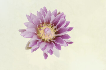 Art of the beautiful purple water lily or lotus flower use for abstract image for background.