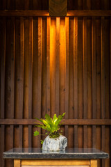 Grey potted houseplant on a dark table in dark brown wooden background with yellow soft light 