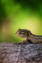 Indian garden lizard on a branch
