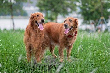 Two golden retrievers in the grass