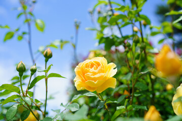 青空と黄色のバラ/ローズガーデン/薔薇の花