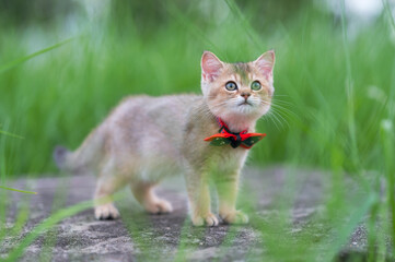 Naklejka na ściany i meble Kitten in a bow tie playing in the grass
