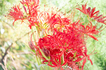 彼岸花の花 (ヒガンバナ/リコリス・ラディアータ ,Lycoris radiata）