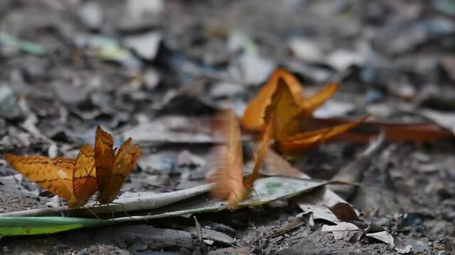 Broken wings, Yellow Rajah, Charaxes marmax, butterflies mating forest floor of its natural habitat, in Thailand, Southeast Asia.