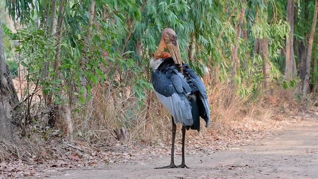 A wild standing Great Adjustant displaying a maladaptive behavioural disorder by feather plucking at a tropical grassland in Buriram, Isan, Thailand.