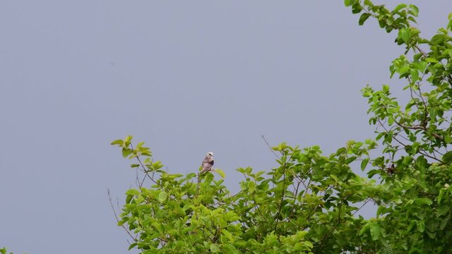 4K of a birds of prey also known as the Australian Black-shouldered Kite, Elanus axillarison, perching at the top of the tree eyeing for the next prey.