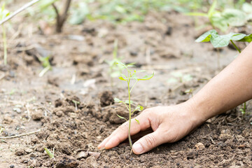 Men who are growing vegetables