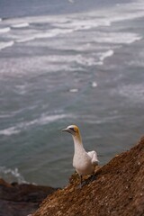 Seagull Ready To Fly