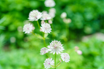 アストランティアの白い花/Astrantia major (Great Masterwort) /ハーブガーデン/ボタニカル