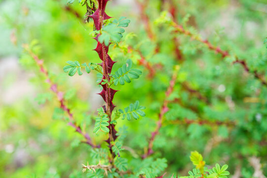 赤い刺のバラ/ 薔薇/ ロサ セリケア オメイエンシス プテラカンサ（レッド・ウィング） Rosasericea omeiensis pteracantha