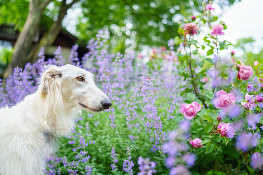 71 Best ボルゾイ 大型犬 Images Stock Photos Vectors Adobe Stock