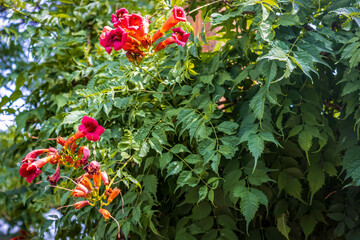 Tubular Flowers on a Tree